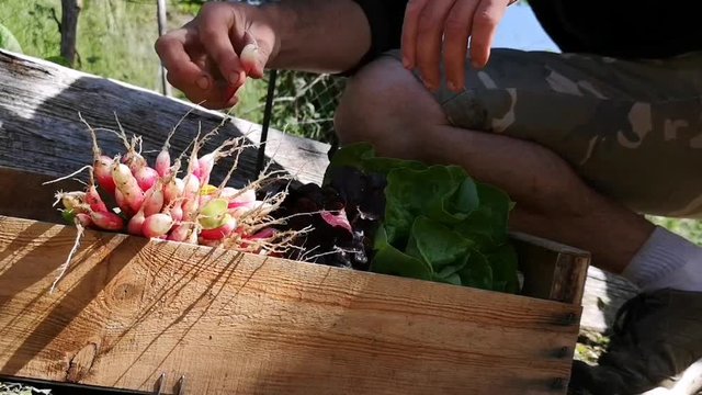 cueillette au potager