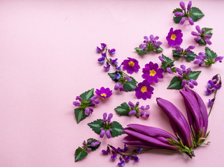 Arrangement of fresh inflorescences of purple spring flowers on a light-pink background