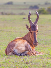 Red Hartebeest Portrait