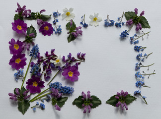 Arrangement of fresh inflorescences of purple spring flowers on a white background