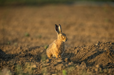 Hare, (Scientific name: Lepus Europaeus) Large Brown Hare sat amongst new drilled potato crops facing right. Evening. Blurred background.  Horizontal.  Space for copy.