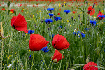 Obraz premium Mohnblumen, Kornblumen