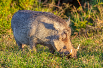 A Warthog in Addo Elephant National Park