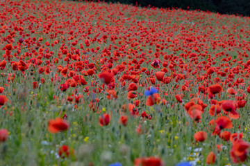 Mohnblume, Kornblume