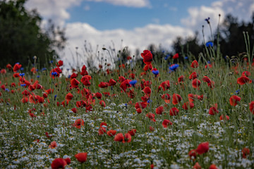 Mohnblume, Kornblume, Kamille