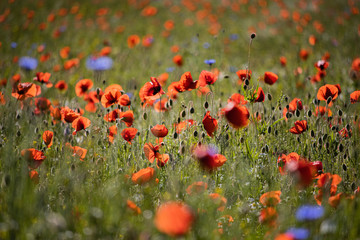 Mohnblumen, Kornblumen