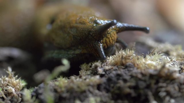 Close-up lockdown shot of slug eating small plants in forest - Steigerwald, Germany