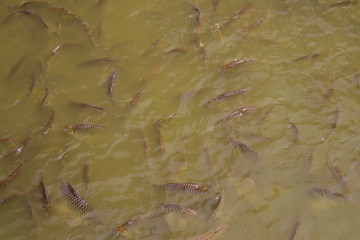 A group of fish swim in the swamp