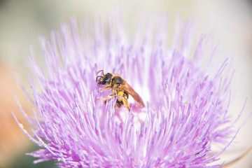 The colorful and striking flower of cat's claw blooms in the spring when a wasp flutters for pollen.