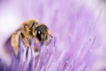 The colorful and striking flower of cat's claw blooms in the spring when a wasp flutters for pollen.