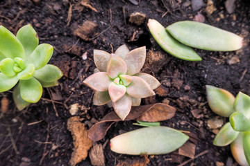 Cactus fields and small trees