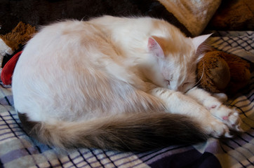 White cat sleeps on a plaid