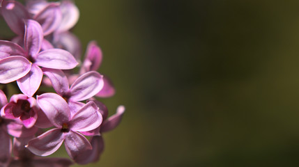 Fioletowy Lilac Pospolity - Syringa vulgaris z dużym obszarem rozmytego tła w odcieniach zieleni