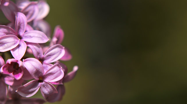 Fioletowy Lilac Pospolity - Syringa vulgaris z dużym obszarem rozmytego tła w odcieniach zieleni