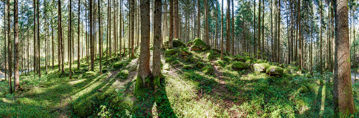 Waldpanorama, Wald mit moosbedeckten Felsen