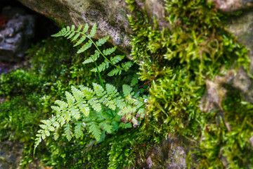A fern plant growing on a rock among moss