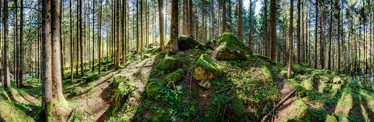 Waldpanorama, Wald mit moosbedeckten Felsen