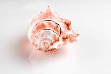 Shells pattern. Trendy Living Coral pastel color Sea shell on white. Summer background. Soft focus