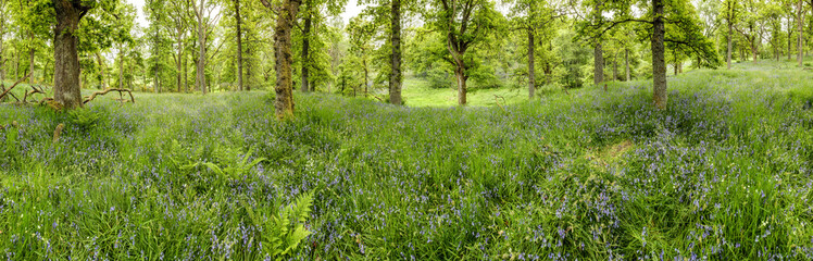 Fototapeta premium Sommerliches Waldpanorama im Laubwald