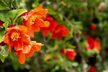 Fototapeta premium Red pomegranate flowers bloomed on a tree