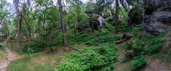 Waldpanorama Teufelsküche Allgäu