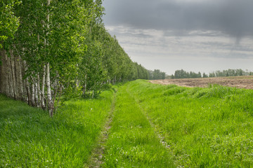 Fototapeta na wymiar Overgrown forest road along a birch grove