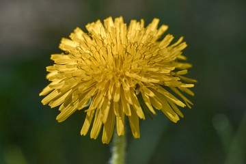 dandelion