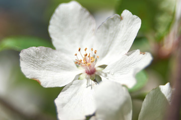 Apple blossom