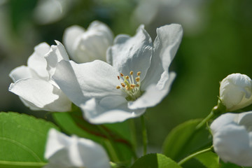 Apple blossom