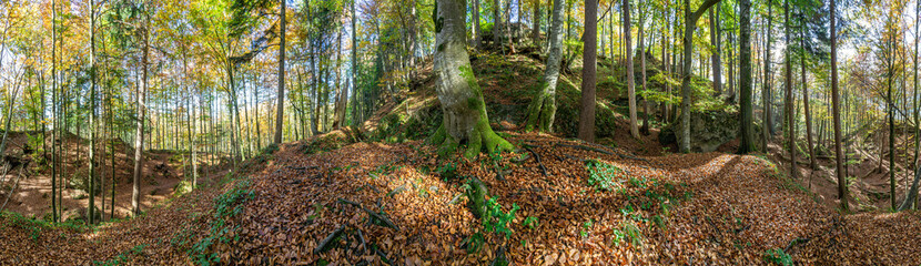 Waldpanorama, Wald mit moosbedeckten Felsen