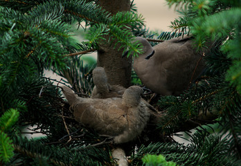 Synogarlica turecka z młodymi © Dariusz Dziuda