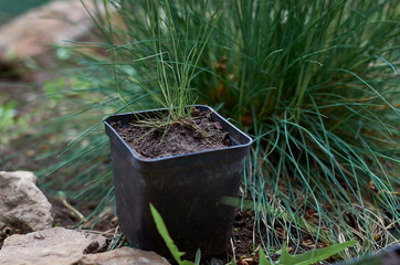 Decorative Ovine fescue grows on the ground and small potted shrubs in the garden in summer