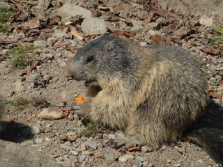 Cute marmot in a zoo or animal park nibbles at a carrot