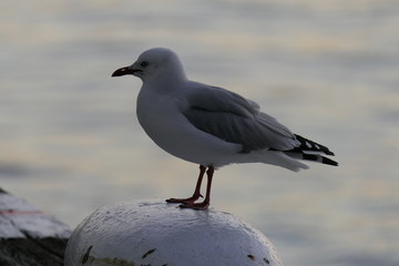 Close-up of a seagull in a beautiful light at dusk