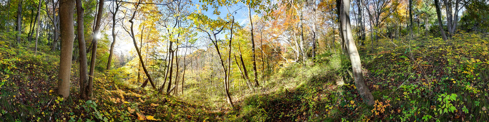 Herbstlicher Laubwald in der Sonne