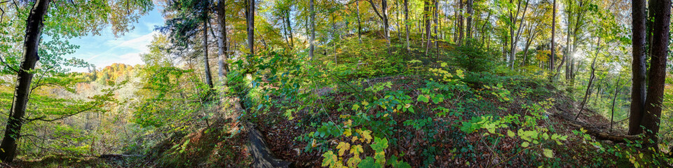 Fototapeta na wymiar Herbstlicher Laubwald in der Sonne