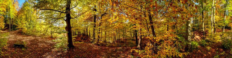 Herbstlicher Laubwald in der Sonne