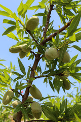 The almond tree blossomed in the summer and the fruits hang on it