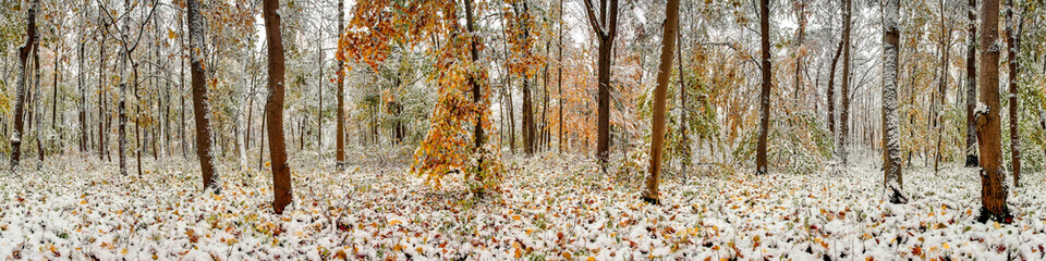 winterliches Waldpanorama im Schnee