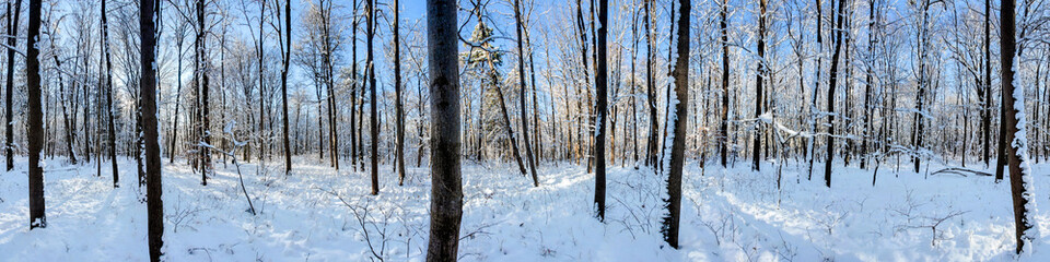winterliches Waldpanorama im Schnee