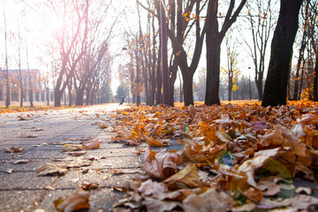 Fallen leaves on an alley in a park close-up.