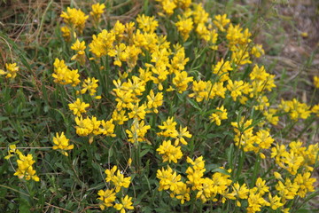 Yellow fresh mountains succulent flower bed