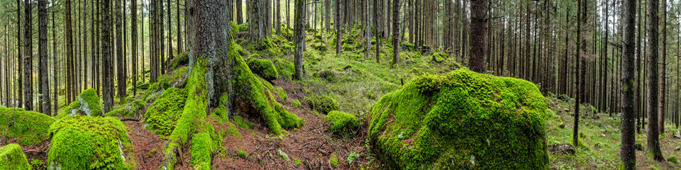 Fototapeta na wymiar Waldpanorama, Wald mit moosbedeckten Felsen
