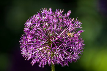 Close up of a beautiful flower in the garden at spring time