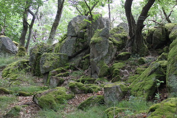 Mystical forest rocks boulders roots 