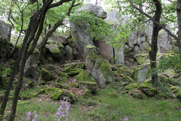 Mystical forest rocks boulders roots 