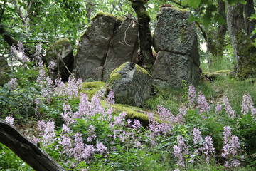 Paysages de la r&eacute;gion alsacienne