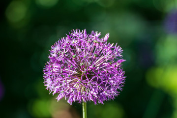 Close up of a beautiful flower in the garden at spring time