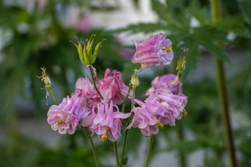 Close up of a beautiful flower in the garden at spring time