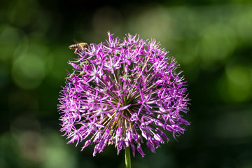 Close up of a beautiful flower in the garden at spring time